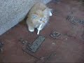 Nikotinf�gg� macska :)