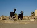 Yelling goat (funny)