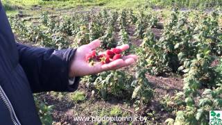 Посадка и уход за малиной полана Посадка и уход за малиной полана