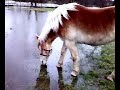 Haflinger playing in water!