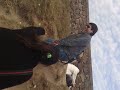 La Bajadita