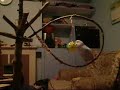 Buzzo the blue budgie has a new tree toy