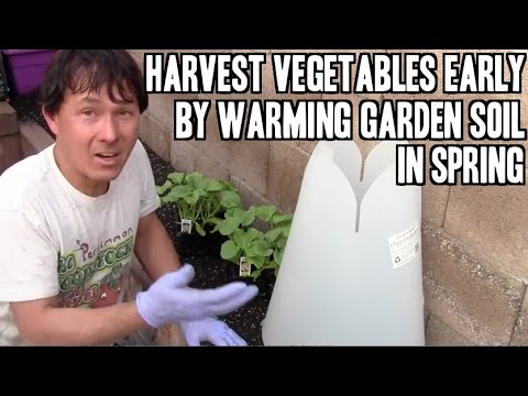 how to harvest early