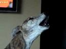 Singing Greyhound