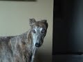 Singing Greyhound Greyhound