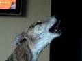 Singing Greyhound
