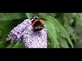 een atalanta en een bij op de vlinderstruik