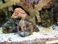 Seahorses Dancing