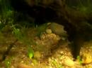 09/05/08resolvi mudar a fauna, adicionar substrato, trocar o cascalho e montar um plantado...imagens dele recem montado..... 