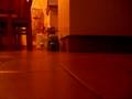 videos de laura et bébé ours