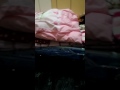 Video Tkw taiwan Video Tkw taiwan