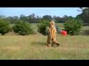 groundhog-and-shadow-in-south-charleston-ohio.html