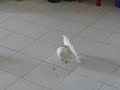 See Video