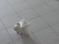 See Video