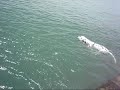 White shark or Dalmatian dog? White shark or Dalmatian dog?