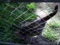 CANTINHO DOS ANIMAIS ABANDONADOS DE VISEU