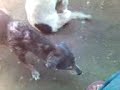 Bisaya Version The Maniakers' Dog