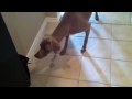 Click here to watch this video Weimaraner Attack of the Cooler Bag - Part 2