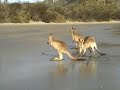 Meeting kangaroos on the beach, Australia, 2006 Meeting kangaroos on the beach, Australia, 2006