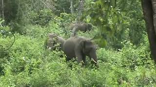 elephant karnataka forest near tholpetty