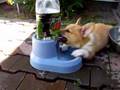 Chiana has a drinking problem