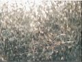 Mom/K-82 visits her TH nest