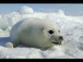 baby animals.WMV