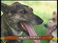 MASCOTAS DE LOS PERSONAJES FARANDULEROS COMO SON: IRMA MAURY, ERNESTO PIMENTEL, ENZO VITALE Y MAGALY MEDINA