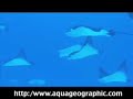 ???? Eagle Ray City SAIPAN HD ???? Eagle Ray City SAIPAN HD
