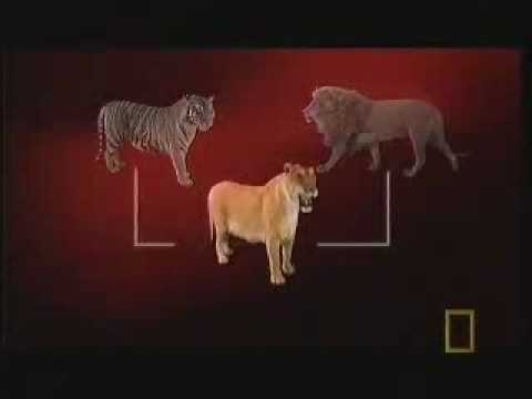 LION LIGER