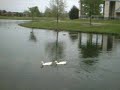Ducks on Easter Sunday