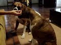 Life with boxers. Life with boxers.