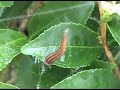 Japan Mountain Leech Ambush Japan Mountain Leech Ambush