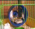 tre criceti .. una sola ruota - three hamsters .. one wheel