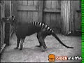 the last tazmanian tiger