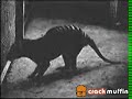 the last tazmanian tiger