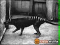 the last tazmanian tiger