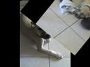devil amstaff devil amstaff