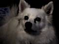 videos de Zoey's negative campaign ad