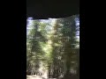 Mariposa Grove tunnel tree