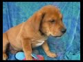 Hunnicut, Mash is an adoptable pet with Joyful Rescues, Inc. in Cuba NY. Please visit their website at