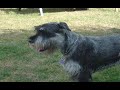 Standard Schnauzer Puppies