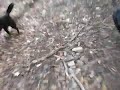 dogs running behind quad