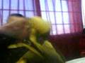 videos de cuando las fieras atacan en la tecnica 1