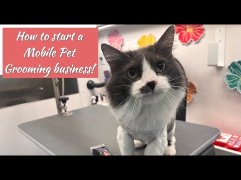 How to start a Mobile Pet Grooming business - With Graycie the cat!