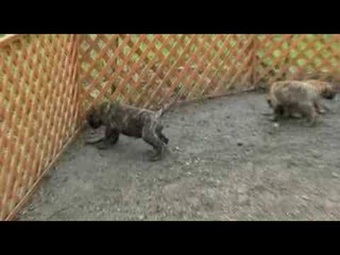 bullmastiff