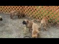 BULLMASTIFF PUPPIES PLAYING・・・