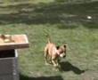 Bull Terrier Inglés video