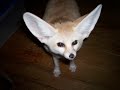 Cute Animals! Critter Camp Slide Show