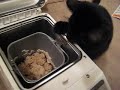 Cat and bread machine